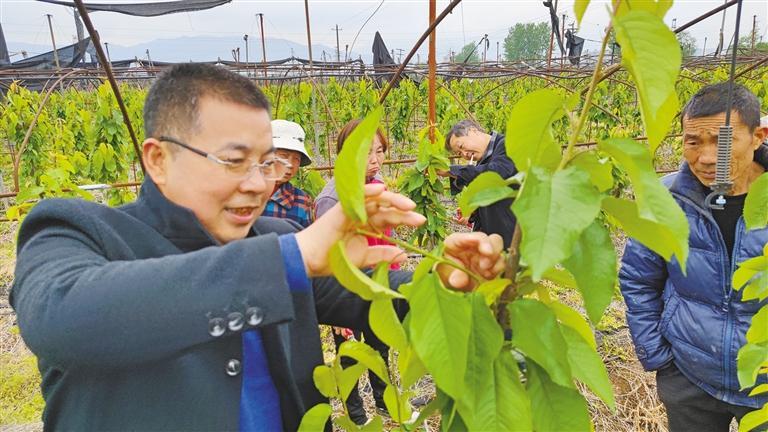 一顆櫻桃的進(jìn)階之旅