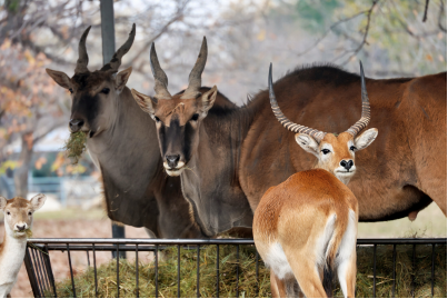 zHNkcMUWmifjGOHk.png image.png