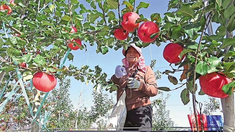 農業向“新” 動能澎湃