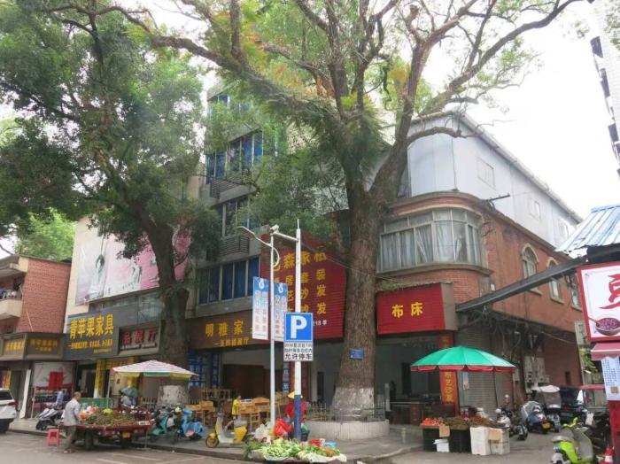 男子多次給220年珍貴古樹投毒 竟是這個原因