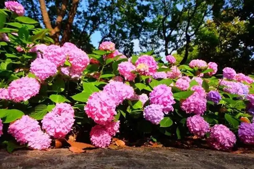 西安5個繡球屬植物新品種躋身“國家名錄”