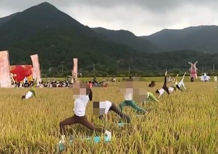 浙江象山“開(kāi)鐮儀式”在稻田中表演瑜伽 網(wǎng)友質(zhì)疑踩踏稻谷