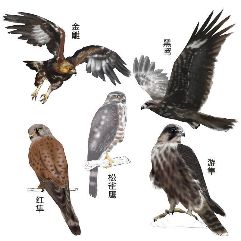 西安上空飛過一群猛禽